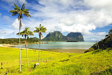 Endemic kentia palms that are also cultivated for worldwide sale with Mount Lidgbird on the left and Mount Gower by the lagoon with the world's most southerly coral reef, on this 10km long volcanic island in the Tasman Sea, Lord Howe Island, UNESCO World Heritage Site, New South Wales, Australia, Pacific