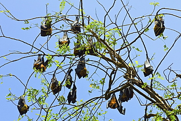 Indian flying-foxes (fruit bats) roosting in the 60 hectare Royal Botanic Gardens at Peradeniya, near Kandy, Sri Lanka, Asia