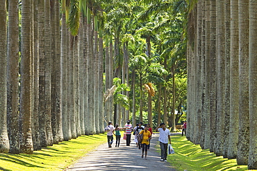 Cabbage Palm Avenue in the Royal Botanic Gardens, popular with families and young couples, Peradeniya, near Kandy, Sri Lanka, Asia