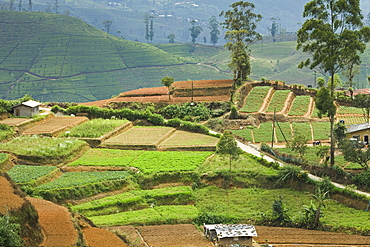 Vegetable cultivation, an important alternative to the normal tea crop in the Hill Country near Nuwara Eliya, Sri Lanka, Asia