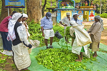 Plantation Tamil women bagging and weighing prized Uva tea by a temple near Ella in the Central Highlands, Ella, Sri Lanka, Asia