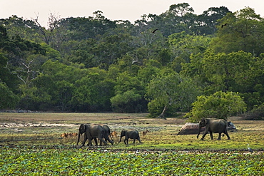 Elephants and spotted deer at twilight in Kumana National Park, formerly Yala East, Kumana, Eastern Province, Sri Lanka, Asia