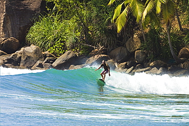 Surfer riding a wave in the western corner of the south coast beach at Mirissa, near Matara, Southern Province, Sri Lanka, Asia