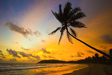 Sunset and palm tree and the western point of the south coast surf beach at Mirissa, near Matara, Southern Province, Sri Lanka, Asia