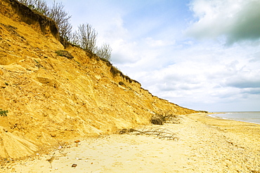 Severe erosion of loose Quaternary glacial sands on this coast that has retreated more than 500m since the1830s, Covehithe, Suffolk, England, United Kingdom, Europe