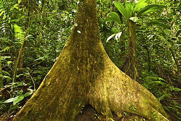 Buttress root in jungle at Arenal Hanging Bridges where rainforest canopy is accessible via walkways, La Fortuna, Alajuela Province, Costa Rica, Central America