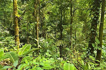 Jungle at Arenal Hanging Bridges where rainforest canopy is accessible via walkways, La Fortuna, Alajuela Province, Costa Rica, Central America