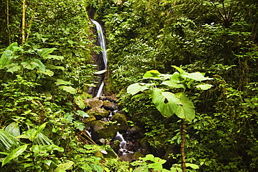 Waterfall at Arenal Hanging Bridges where the rainforest is accessible via walkways, La Fortuna, Alajuela Province, Costa Rica, Central America 