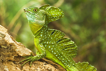 Plumed Basilisk (Jesus Christ Lizard), named because it can run some meters over water; Arenal, Alajuela Province, Costa Rica