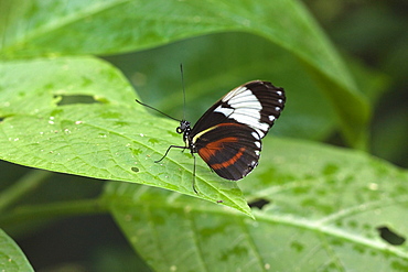 Mechanitis polymnia isthmia butterfly, a common species in Costa Rica; Arenal, Alajuela Province, Costa Rica, Central America