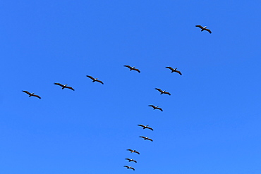 Pelicans in V formation over Playa Guiones beach, Nosara, Nicoya Peninsula, Guanacaste Province, Costa Rica, Central America