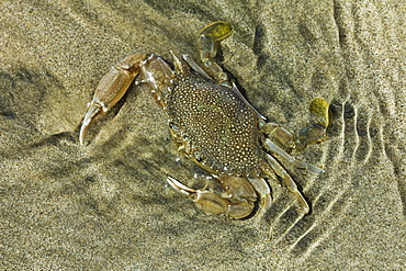 Superbly camouflaged crab on Playa Guiones beach, Nosara, Nicoya Peninsula, Guanacaste Province, Costa Rica, Central America