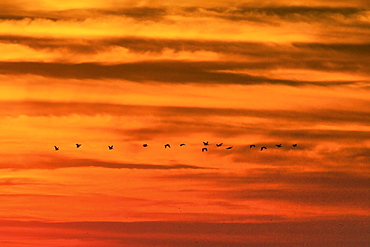 Pelicans at sunset over Playa Guiones surf beach, Nosara, Nicoya Peninsula, Guanacaste Province, Costa Rica, Central America