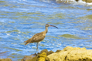 Long-billed Curlew (Numenius americanus) on Playa Guiones beach at Nosara, Nicoya Peninsula, Guanacaste Province, Costa Rica, Central America 