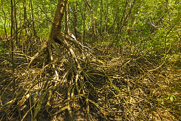 Mangrove forest in the Biological Reserve near the Nosara River mouth; Nosara, Nicoya Peninsula, Guanacaste Province, Costa Rica, Central America 