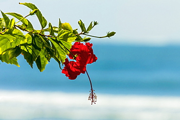 Hibiscus flower at popular Playa Guiones beach, Nosara, Nicoya Peninsula, Guanacaste Province, Costa Rica, Central America