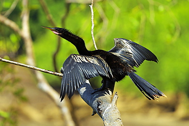 Male Anhinga (aka Snakebird) a swimming bird of the Darter family, on the Nosara River, Nosara, Guanacaste Province, Costa Rica, Central America 