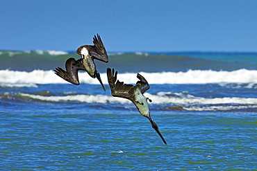 Pair of Brown Pelicans (Pelecanus occidentalis) dive for fish at the Nosara River mouth, Nosara, Guanacaste Province, Costa Rica, Central America 