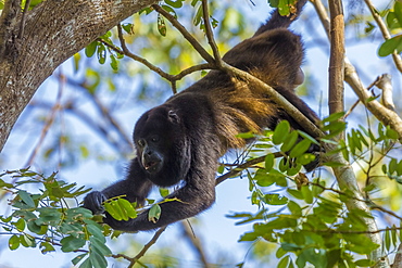 A Mantled Howler Monkey (Alouatta palliata), known for it's call, eating leaves in tree; Nosara, Guanacaste Province, Costa Rica, Central America