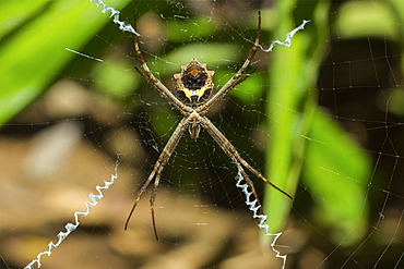 Yellow & black garden spider (Argiope Aurentia) with normal zigzag stabilimentia on web; Nosara, Guanacaste Province, Costa Rica, Central America