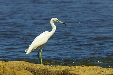 Snowy Egret (Egretta thula) by the Nosara River mouth near the Biological Reserve, Nosara, Guanacaste Province, Costa Rica, Central America