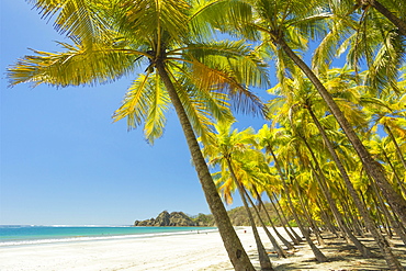 Beautiful palm fringed white sand Playa Carrillo, Carrillo, near Samara, Guanacaste Province, Nicoya Peninsula, Costa Rica, Central America