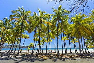 Beautiful palm fringed white sand Playa Carrillo, Carrillo, near Samara, Guanacaste Province, Nicoya Peninsula, Costa Rica, Central America