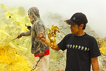 Guides dipping twigs in molten sulphur at fumaroles in Papandayan Volcano, Garut, W Java, Java, Indonesia, Southeast Asia, Asia             