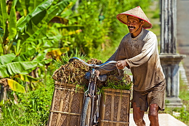 Farmer moving rice by bicycle for transplantation at paddy fields near Pangandaran, West Java, Java, Indonesia, Southeast Asia, Asia