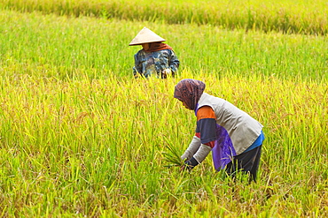 Women in conical hat and scarf working in rice field in this rural area west of Pangandaran, Cijulang, West Java, Java, Indonesia, Southeast Asia, Asia