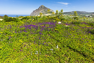 Spring flowers and 659m limestone Monte Cefano, a Nature Reserve and hiking and climbing spot northeast of Trapani, Custonaci, Sicily, Italy, Mediterranean, Europe