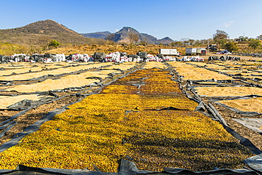 Coffee beans drying in the sun in the important growing region around this northern city, Matagalpa, Nicaragua, Central America