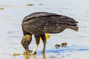 South American black vulture (Coragyps brasiliensis) eating dead fish on a popular beach, Santa Teresa, Puntarenas, Costa Rica, Central America