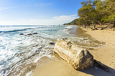 Driftwood on this beautiful surf beach near Mal Pais, far south of Nicoya Peninsula, Playa Santa Teresa, Puntarenas, Costa Rica, Central America