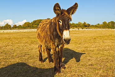 Woolly donkeys, a rare type (Baudet du Poitou) once used to carry salt, St. Martin de Re, Ile de Re, Charente-Maritime, France,  Europe