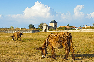 Woolly donkeys, a rare type (Baudet du Poitou) once used to carry salt, St. Martin de Re, Ile de Re, Charente-Maritime, France,  Europe