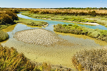 Waterways and cracked mud in the salt marshes of the island's west, near Le Griveau, Ars en Re, Ile de Re, Charente-Maritime, France, Europe