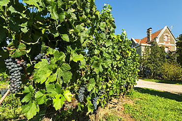 Grand Cru vines of Chateau Cantenac near this historic town and famous Bordeaux red wine region, Saint Emilion, Gironde, France, Europe