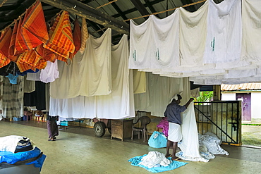 Man in lungi hanging sheets to dry at the Dhobi Khana, a rare old Tamil hand wash laundry, Veli, Kochi (Cochin), Kerala, India, Asia