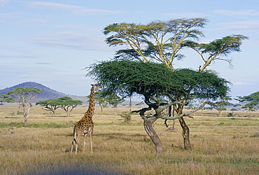 Giraffe, Serengeti National Park, Tanzania, East Africa, Africa