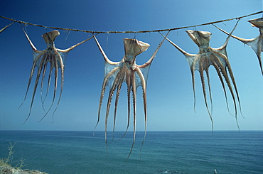 Octopi hung out to dry, Nerja, Costa del Sol, Andalucia, Spain, Europe