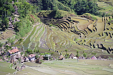 Spectacular amphitheatre of rice terraces around the mountain province village of Batad, northern area of the island of Luzon, Philippines, Southeast Asia, Asia