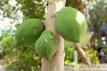 Papaya fruit on tree, Bohol, Philippines, Southeast Asia, Asia