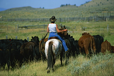 Cowgirl driving cattle by Highway 89, Park County, Montana, United States of America, North America