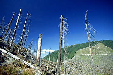 Dead trees in the Mount St. Helens National Volcanic Monument in Washington State, United States of America, North America