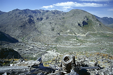 Part of the 150 square miles of forest north of Mount St. Helens flattended by the huge eruption of 1980, Mount St. Helens National Volcanic Monument, Washington State, United States of America (U.S.A.), North America