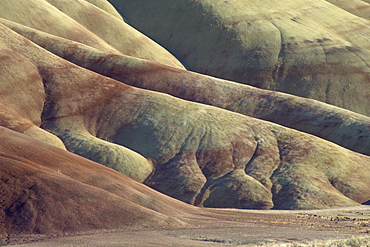 Detail from the dramatic landscape of the Painted Hills, where rapid erosion has shaped colourful mineral-rich clays, John Day Fossil Beds National Monument, Oregon, United States of America, North America