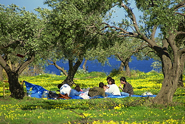 Spring picnic in an olive grove near Milazzo on the north east coast, Sicily, Italy, Europe