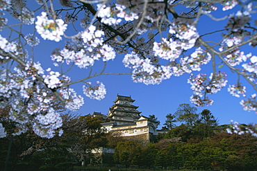 Spring blossom and Himeji Castle (Himeji-jo), built in 1580, UNESCO World Heritage Site, Himeji, west Honshu, Japan, Asia