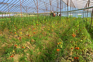 Tomatoes in large commercial greenhouse, near Kursunlu, near Antalya, Anatolia, Turkey, Asia Minor, Eurasia